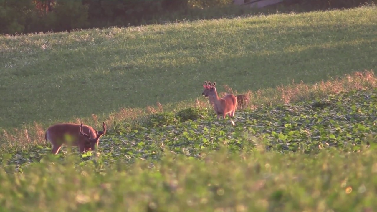 Food Plot Deer Pattern Creations