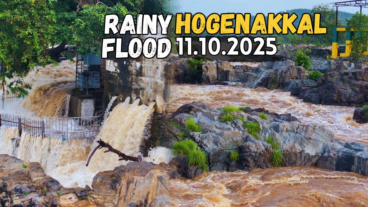 🔅Hogenakkal 🤯💦Flooding During The ☔️Rainy Season | 😧👉65000 Water Level #hogenakkalfalls #flooding