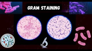 Gram Staining: A Window into the World of Bacterial Diversity.