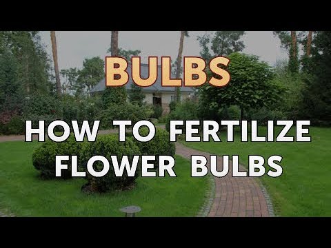 How to Fertilize Flower Bulbs