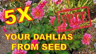 Saving Dahlia Seeds UK | Show results |