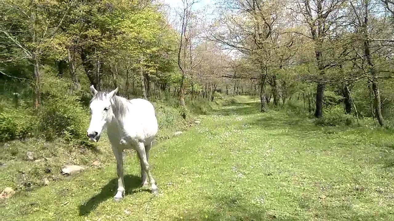 Trekking "bosco montagna"