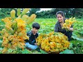 Where I get fresh pumpkin flower for healthy food | Harvest flower to eat | Recipe of pumpkin flower