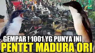 Download Lagu BIKIN GEMPAR ! PENTET MADURA ASLI PALING DICARI, CUMA SATU2NYA DIKIOS PASAR BURUNG PRAMUKA MP3 Download Lagu BIKIN GEMPAR ! PENTET MADURA ASLI PALING DICARI, CUMA SATU2NYA DIKIOS PASAR BURUNG PRAMUKA MP3