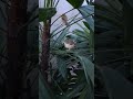 #nature#gardeningideas#plants#ytshorts