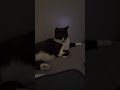 Harley's Habitat... The Creamy, Chronicles! Miss Maincoon 🕶🎬🐾🐾🐾