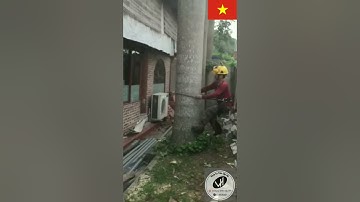 dụng cụ trèo cây cưa cây, hái lan, bắt ong, hái ươi...- khách hàng