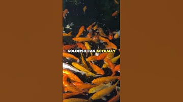 Myth or Fact? Do Goldfish Only Have a 3-Second Memory?