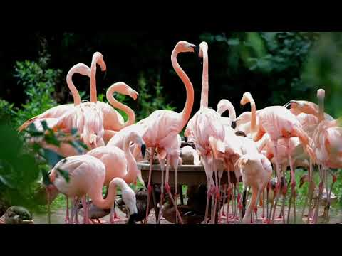 flamingo flamant rose