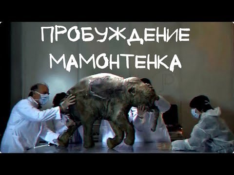 Пробуждение мамонтёнка / Waking the Baby Mammoth  (2009)