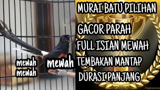 Download Lagu MURAI BATU SUPER MEWAH, GACOR PARAH, FULL ISIAN 25 MASTERAN MEWAH, TEMBAKAN KENCANG, DURASI PANJANG. MP3
