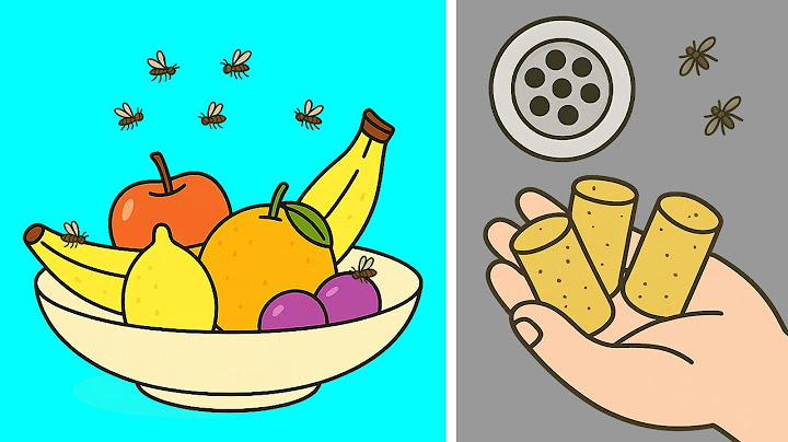 How To Get Rid of Fruit Flies, Gnats, Midges & Drain Flies