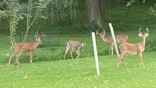 Deer Resistant Native Plant Approach Deer Resistant Native Plant Combination