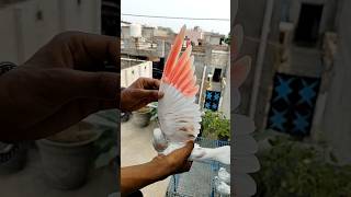 ਇੱਕ shonk kaboter bazzi da #pigeon #kabootar #kabootarba #pigeonlaver #viralvideo