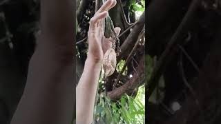 Kepomp0ng Pengasihan Di Baw4h Poh0n G0ib shorts