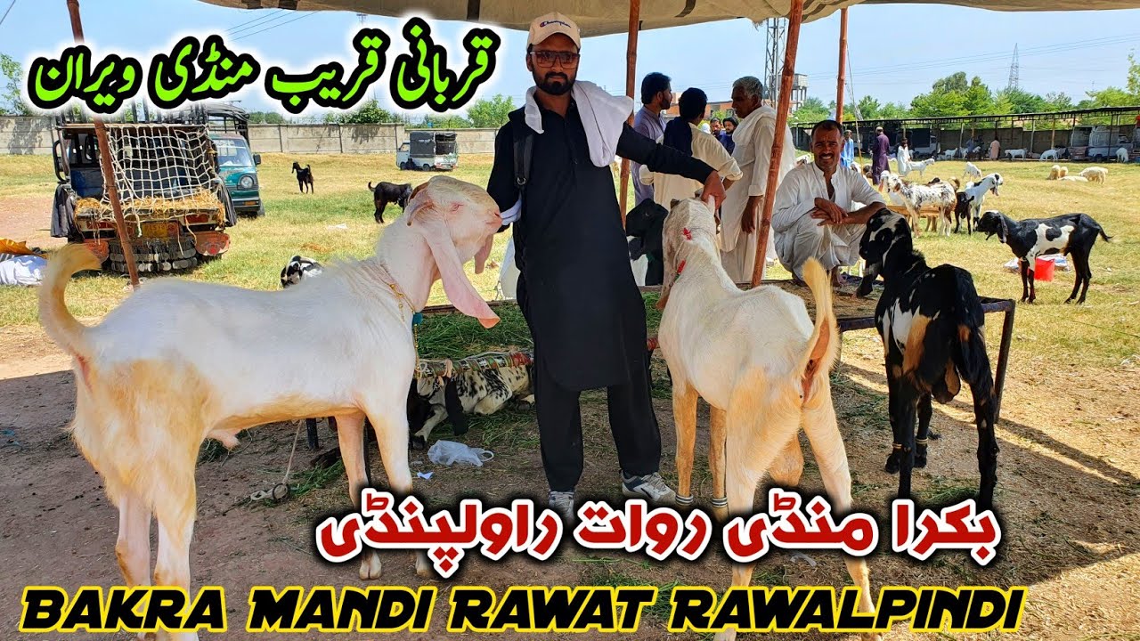 Bakra Mandi Rwp Today Rawat Bakra Mandi Rawalpindi Latest Update 21 May 2024 - YouTube