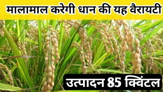 विश्व में सबसे ज्यादा बिकने वाला धान//Arize 6444 Gold//धान की सबसे उन्नत किश्म//paddy hybrid seeds