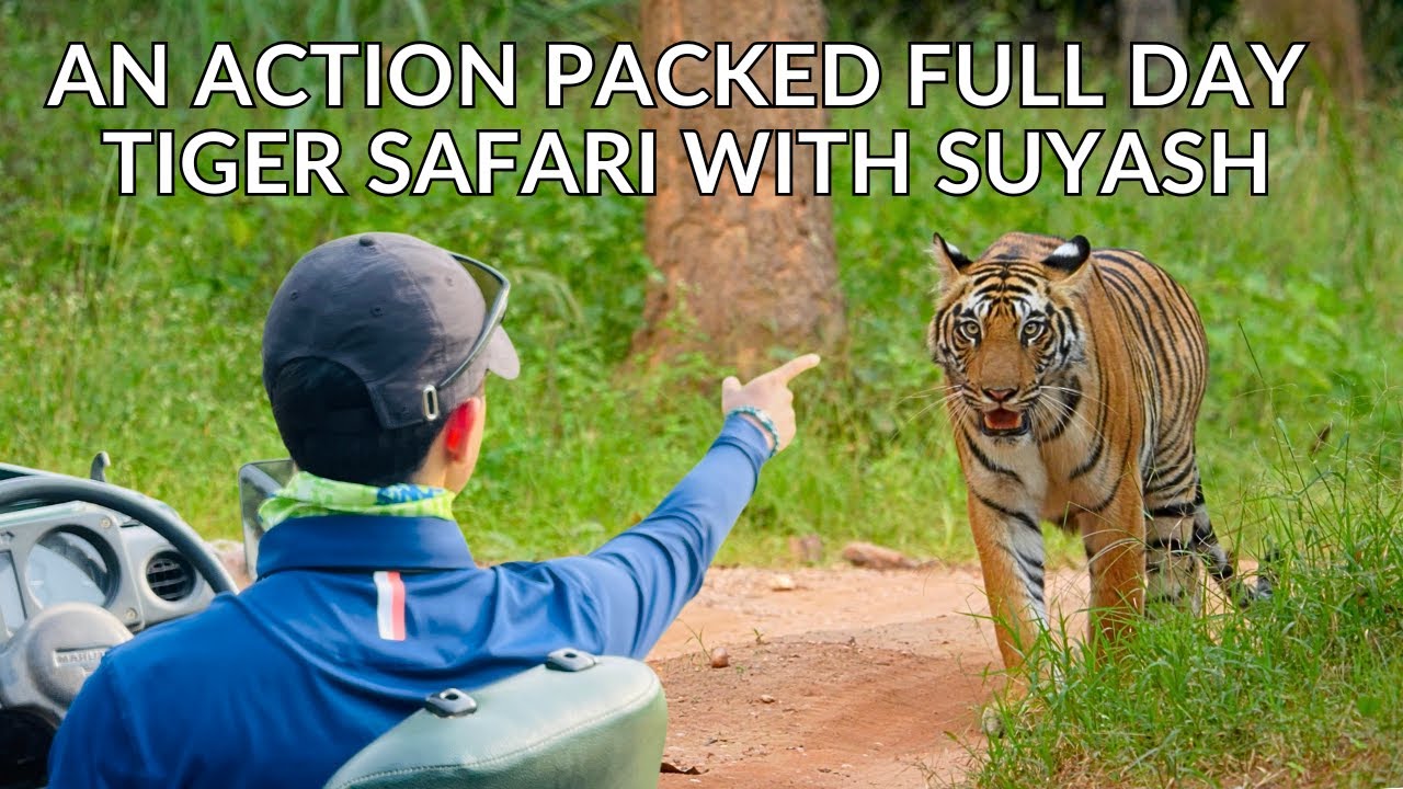 День в стране тигров | 12 часов в джунглях Бандхавгарха