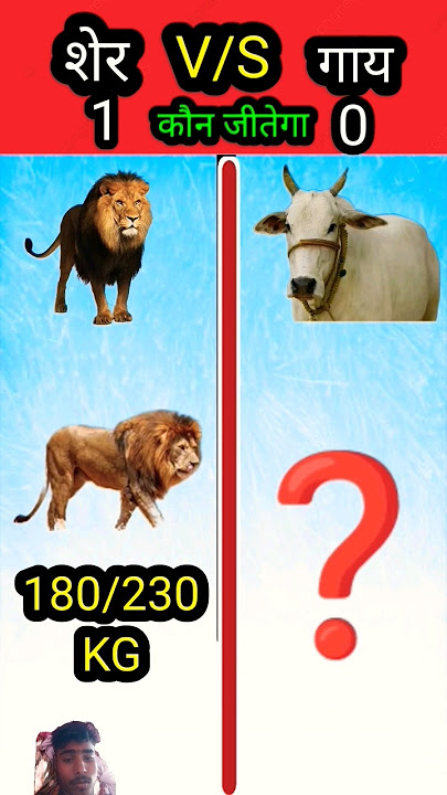 Lion vs Cow❓ #shorts #viral #animals #story #amazingfacts #factsinhindi #lion #riddles #cow #fact