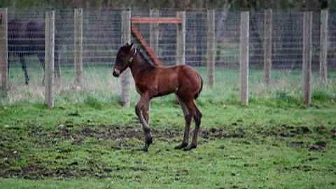 A Day In The Life Of A Foal