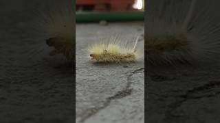 American Dagger Moth Caterpillar.