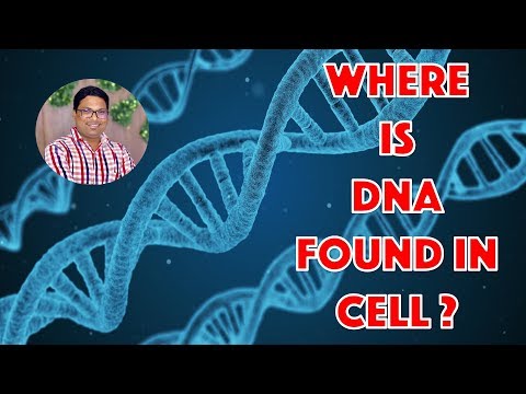 कोशिका में DNA कहाँ पाया जाता है?