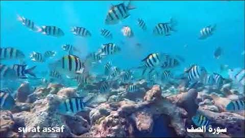 سورة الصف     بصوت سعود الشريم         … saud ashshorim  surat assaf