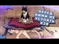 Подборка видео с животными из инстаграма #28 Video collection with instagram animals