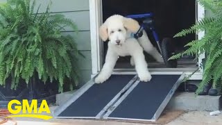 Excited wheelchairbound pup tries out new ramp l GMA