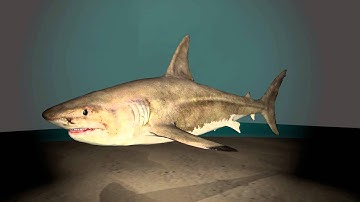 Render test great white shark