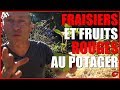 FRAISIERS & FRUITS ROUGES AU POTAGER