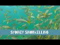 Gordon&#39;s bay snorkelling