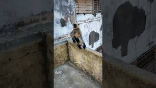 Hanuman Ji 🙏||Jay Bajrang Bali||Langur