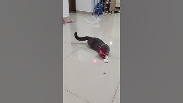 When the cat discovered the laser light 😹❤️
