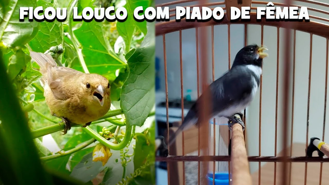 Canto De Coleiro Tui Tui Meio Canto Piado De Femea Com Canto De Coleiro Tui Tui O Melhor Para Esquentar Youtube