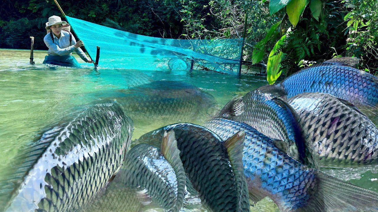Traditional Fishing Skills - Single Mother Risks Her Life to Block Deep Stream to Catch Giant Fish