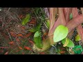 my thriving outdoor platy fish pond (來生缘 music credits to 唐音乐队)