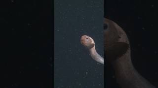 ⁠ ⁠Just some cute snailfish hangs 🐌🐟