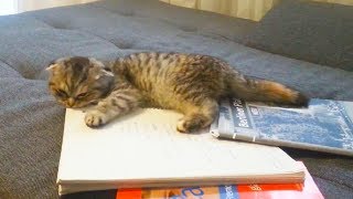 Cats Eating Homework by CrazyFunnyStuffCFS 8,326 views 5 years ago 3 minutes, 2 seconds