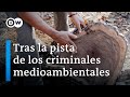 Asesinar por madera: el brutal negocio de la mafia maderera | DW Documental