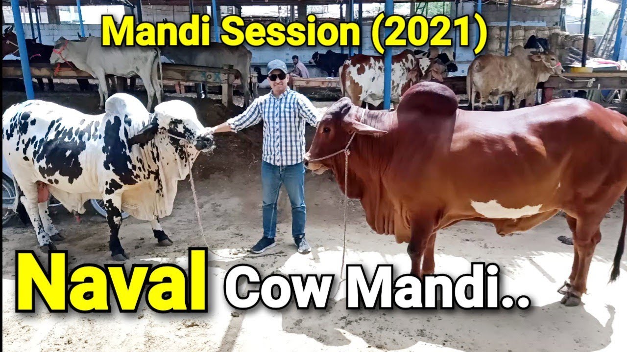 Naval Cow Mandi 2021 || Mandi Session 2021 || Naval Mandi Karachi || Beautiful Bachrey Collection