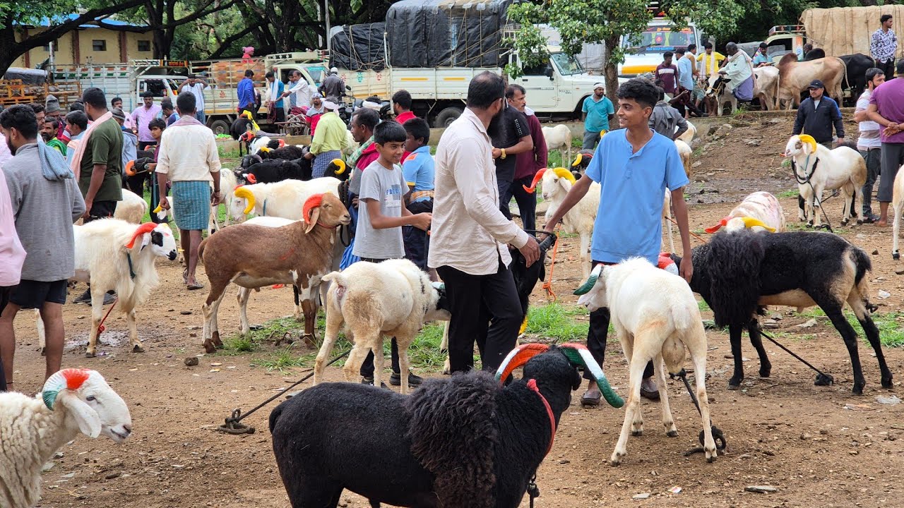 Ranebennur sheep and goats market update Every Sunday morning bazar Karnataka India