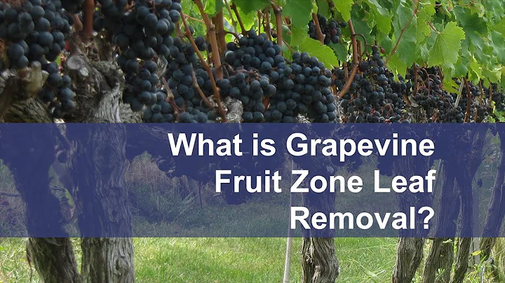 Grapevine Fruit Zone Leaf Removal