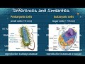 Understanding Cells: Eukaryotic and Prokaryotic