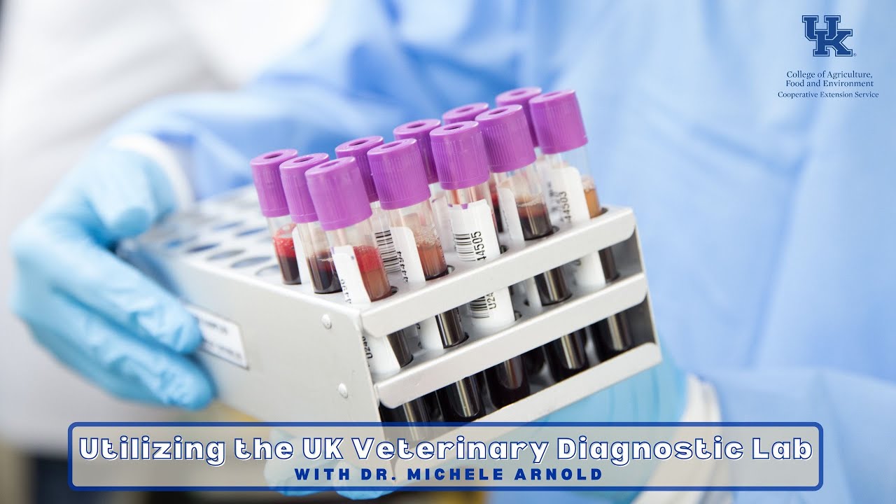 Использование ветеринарной диагностической лаборатории Великобритании