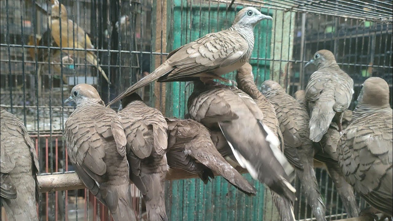 PERKUTUT LOKAL ALAM SEPERTI INI SUARA NYA BIKIN ADEM AYEM