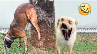 Funniest Animals 2024 🤣😅 New Funny Cats and Dogs Videos 😸🐶 Part 42