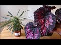 Nouvelle plante de bgonia noir et rouge et pachypodium