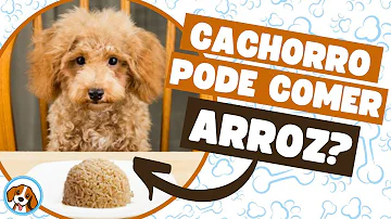 Porque não pode dar arroz para cachorro?