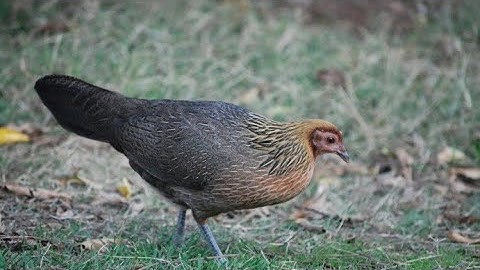 best tiếng gà mái rừng kêu cục tác gọi trống 🆕🆕🆕 suab poj qaib qus tsauj zoo tiag2 tseem2 qaib qus